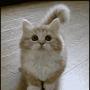 挑逗十分可爱的小猫 可爱的动物图片
