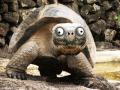 超大恶搞的大乌龟吓人动态图片