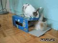 兔子和小猫：来，亲一个，滚开，色兔！.gif