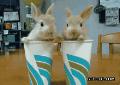 两只可爱的小兔子钻到纸杯里了