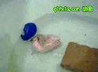 我被雷到了，宠物刺猬在浴池洗澡玩耍