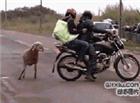 动物搞笑动态图：牛逼的山羊，骑摩托车牛啥！！我顶！！