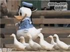 捧腹网搞笑动态图片：唐老鸭领着一群鸭子，笑死了