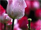 一副雨中带着露珠的玫瑰唯美动态图片