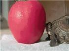 乌龟哥想吃苹果了，吃不到啊