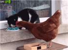 猫和鸡打架新版搞笑动态图片