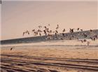 一群海鸥飞起来动态图片