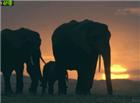 落日非洲大象和小象的动态图片