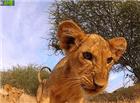 可爱的非洲小狮子搞笑动态图片