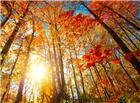 秋天红色枫树林图片