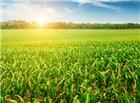 阳光树林玉米地农作物图片