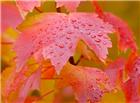 雨水打湿的枫叶图片