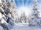 冬天雪地雪松阳光图片
