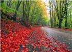 秋天落叶旳风景图片