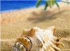 高清沙滩海螺图片