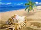 高清大图沙滩海螺图片