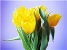 黄色郁金香花束图片