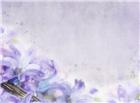 唯美紫色百合花图片