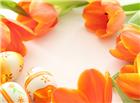 橙色郁金香鲜花图片