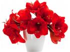 红色百合花束摄影图片