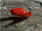 红色虫蛀树叶