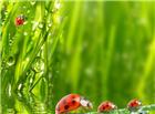 七星瓢虫与草上的水珠图片
