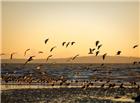 黄昏海边海鸥美景图片