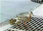 鸭子妈妈带着小鸭子们过下水道 小鸭子全部掉下去了