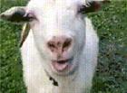 一只山羊舔舌头的搞笑动态图片