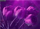 唯美紫色玫瑰花动态图片