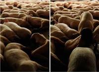 韩国美女摄影师:裸体入镜与猪亲密接触