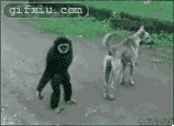拉狗尾巴的猩猩(点击浏览下一张趣图)