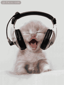 听音乐的猫咪(点击浏览下一张趣图)