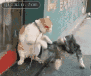 《猫狗大战》真实动画版(点击浏览下一张趣图)