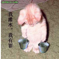 猫咪！我灌水我有罪(点击浏览下一张趣图)