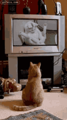 猫咪也看色情片，《笑死人了动画》(点击浏览下一张趣图)