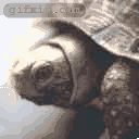 乌龟头 乌龟动态图片(点击浏览下一张趣图)