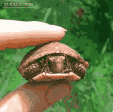 小乌龟被手捏出来了 乌龟搞笑动态图片(点击浏览下一张趣图)