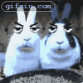 搞笑的兔子动态图(点击浏览下一张趣图)