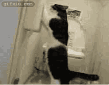 厕纸都被这坏猫给弄玩了 搞笑的小猫图片(点击浏览下一张趣图)