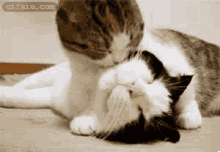 两只小猫相互舔吻 小猫搞笑gif图片 (点击浏览下一张趣图)