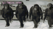 4个猩猩的舞步 搞笑动物图片(点击浏览下一张趣图)