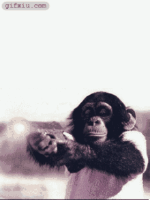 猩猩开枪图片 猩猩动态图片(点击浏览下一张趣图)