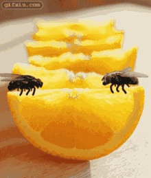 苍蝇玩耍橙片动态图片(点击浏览下一张趣图)