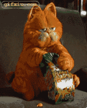 加菲猫吃饼干 加菲猫搞笑动态图片(点击浏览下一张趣图)