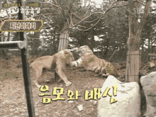 狮子vs老虎 动物gif图片(点击浏览下一张趣图)