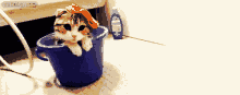 水桶 抹布 可爱的猫咪(点击浏览下一张趣图)