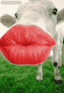 抹了口红的小牛 	搞笑动物表情(点击浏览下一张趣图)
