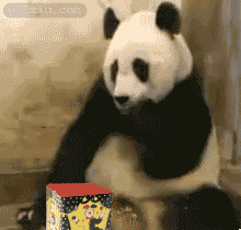 惊讶的熊猫 熊猫搞笑图片(点击浏览下一张趣图)