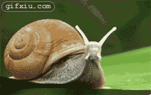 蜗牛飞行器 搞笑动态头像 (点击浏览下一张趣图)